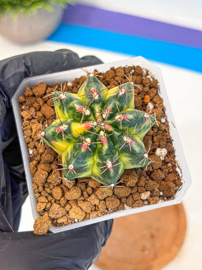 Gymnocalycium Lemonade (gy18) (10) | Collectable Plant