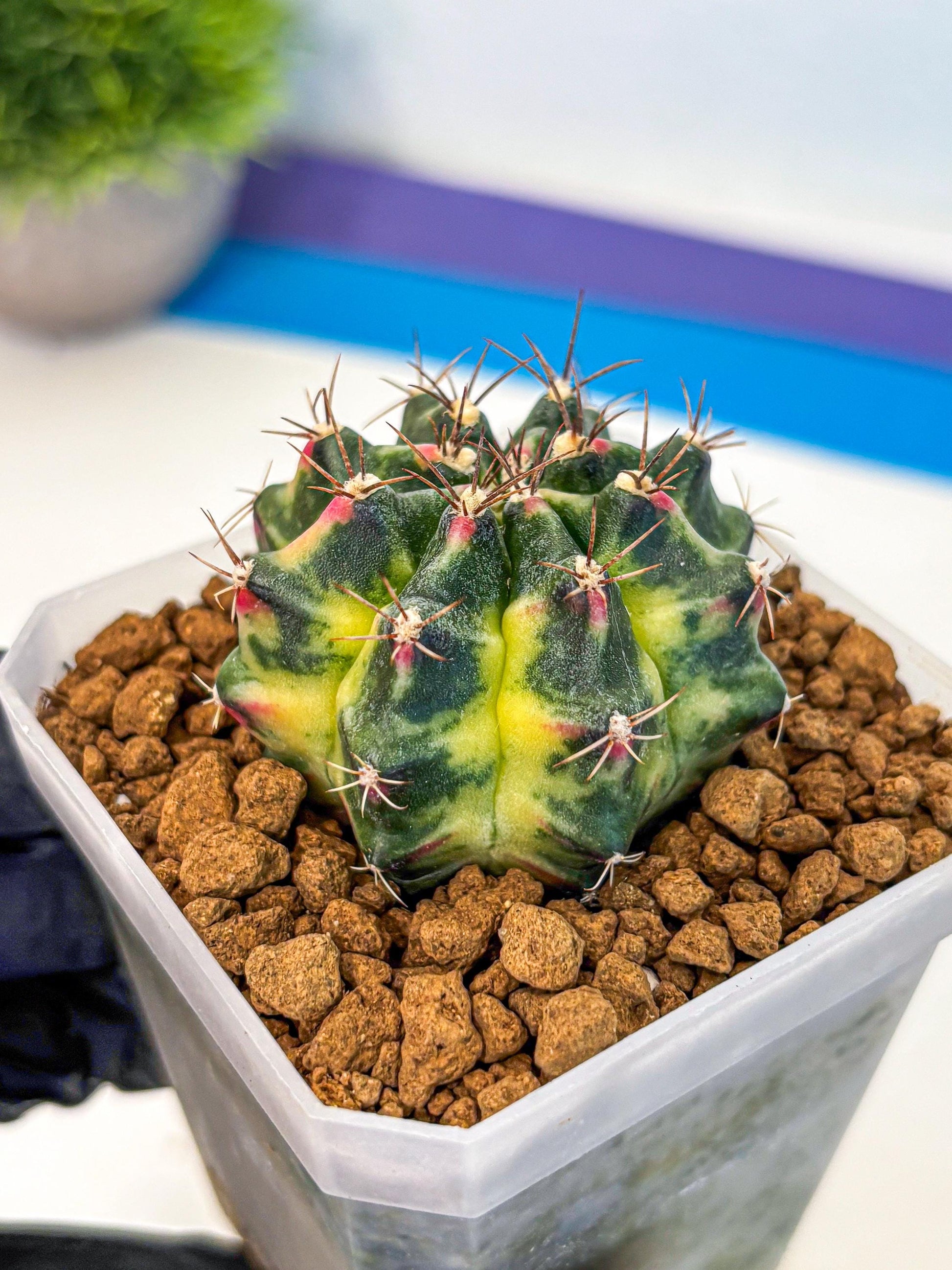 Gymnocalycium Lemonade (gy18) (09) | Collectable Plant