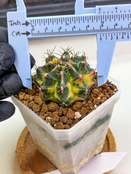 Gymnocalycium Lemonade (gy18) (10) | Collectable Plant