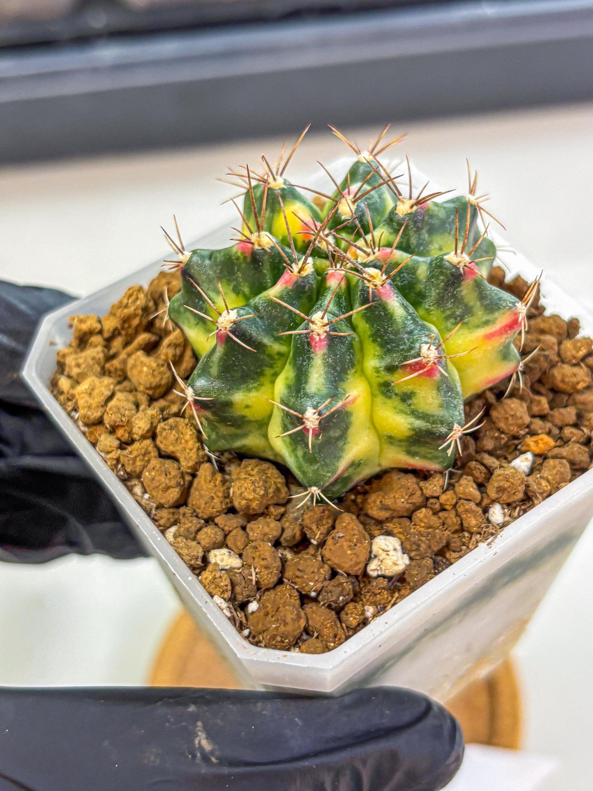 Gymnocalycium Lemonade (gy18) (10) | Collectable Plant