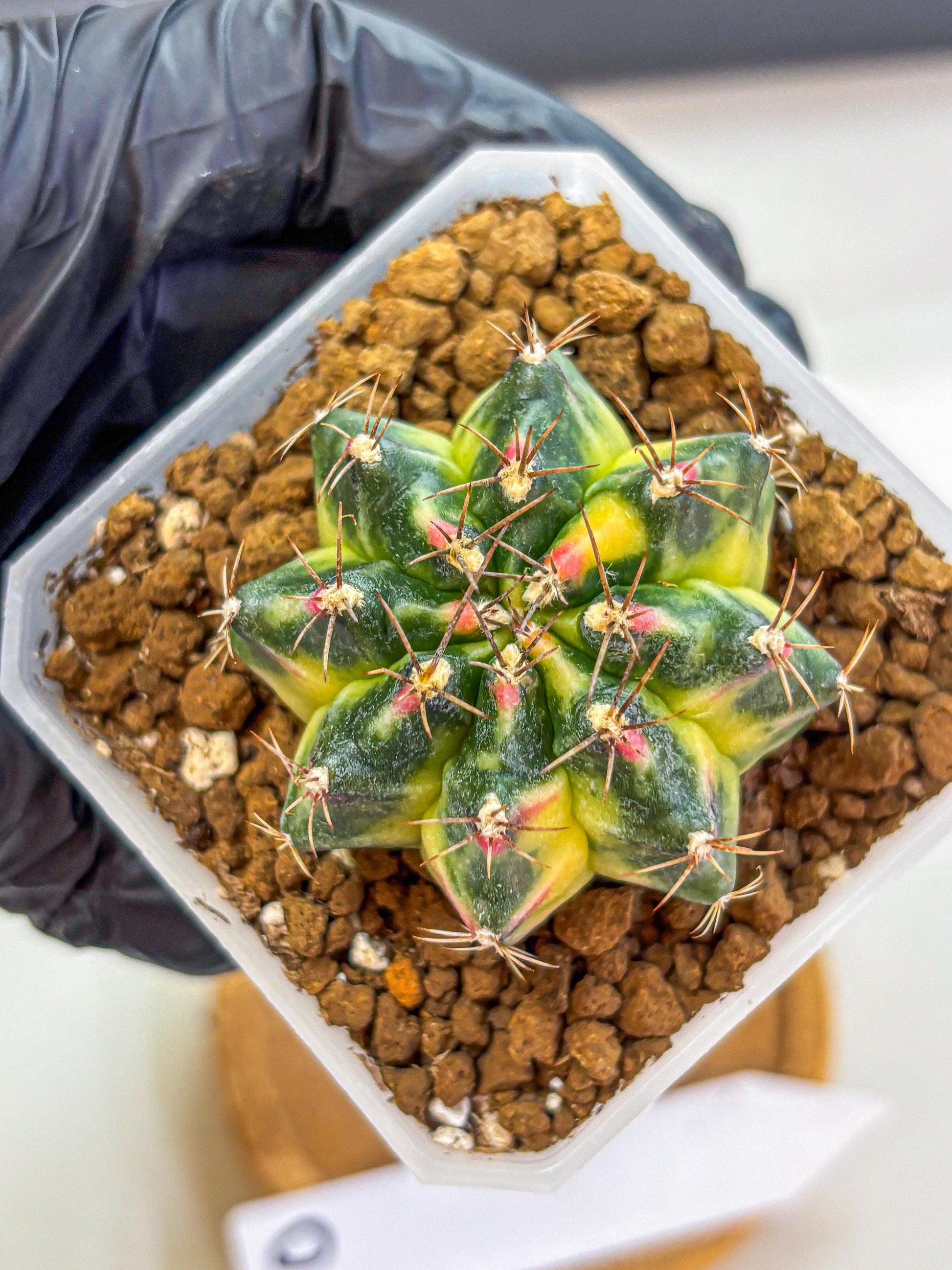 Gymnocalycium Lemonade (gy18) (10) | Collectable Plant