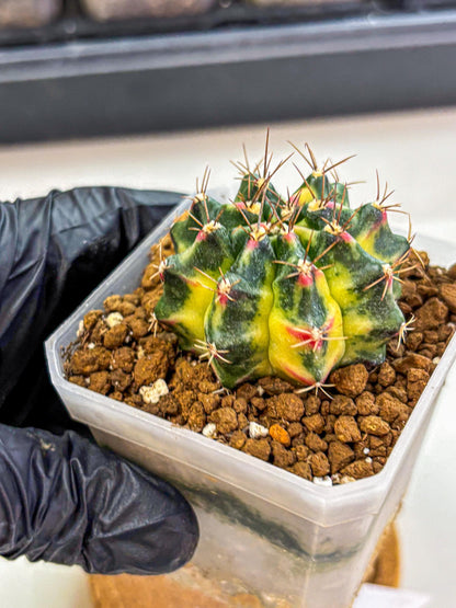 Gymnocalycium Lemonade (gy18) (10) | Collectable Plant