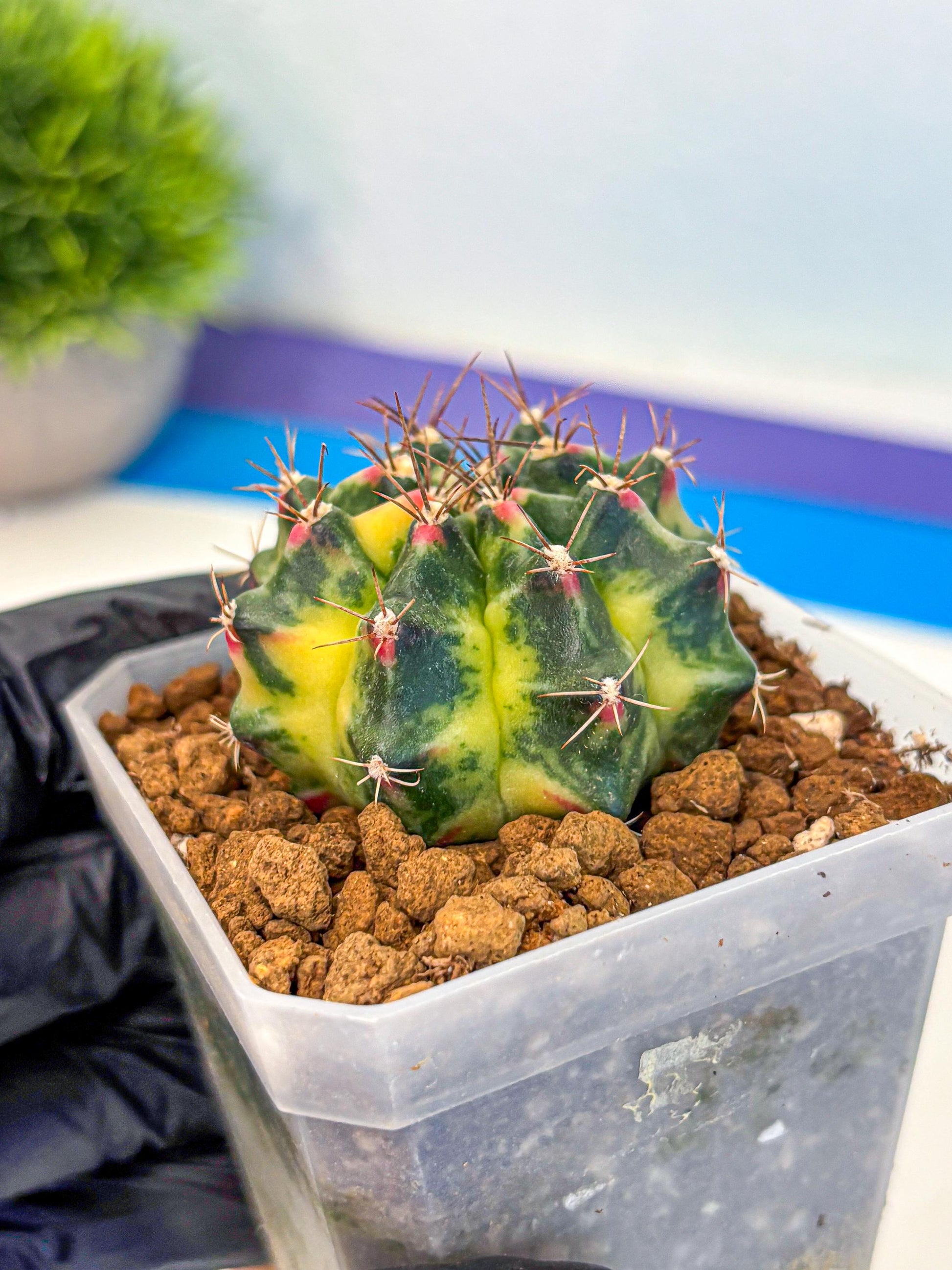 Gymnocalycium Lemonade (gy18) (10) | Collectable Plant