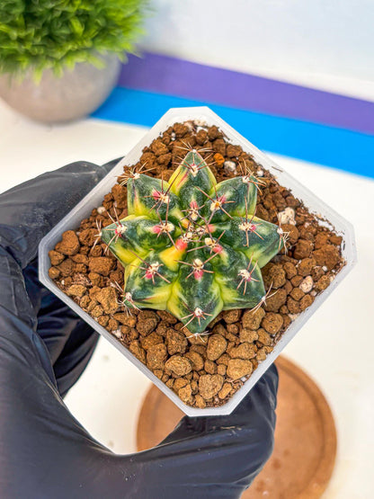 Gymnocalycium Lemonade (gy18) (10) | Collectable Plant