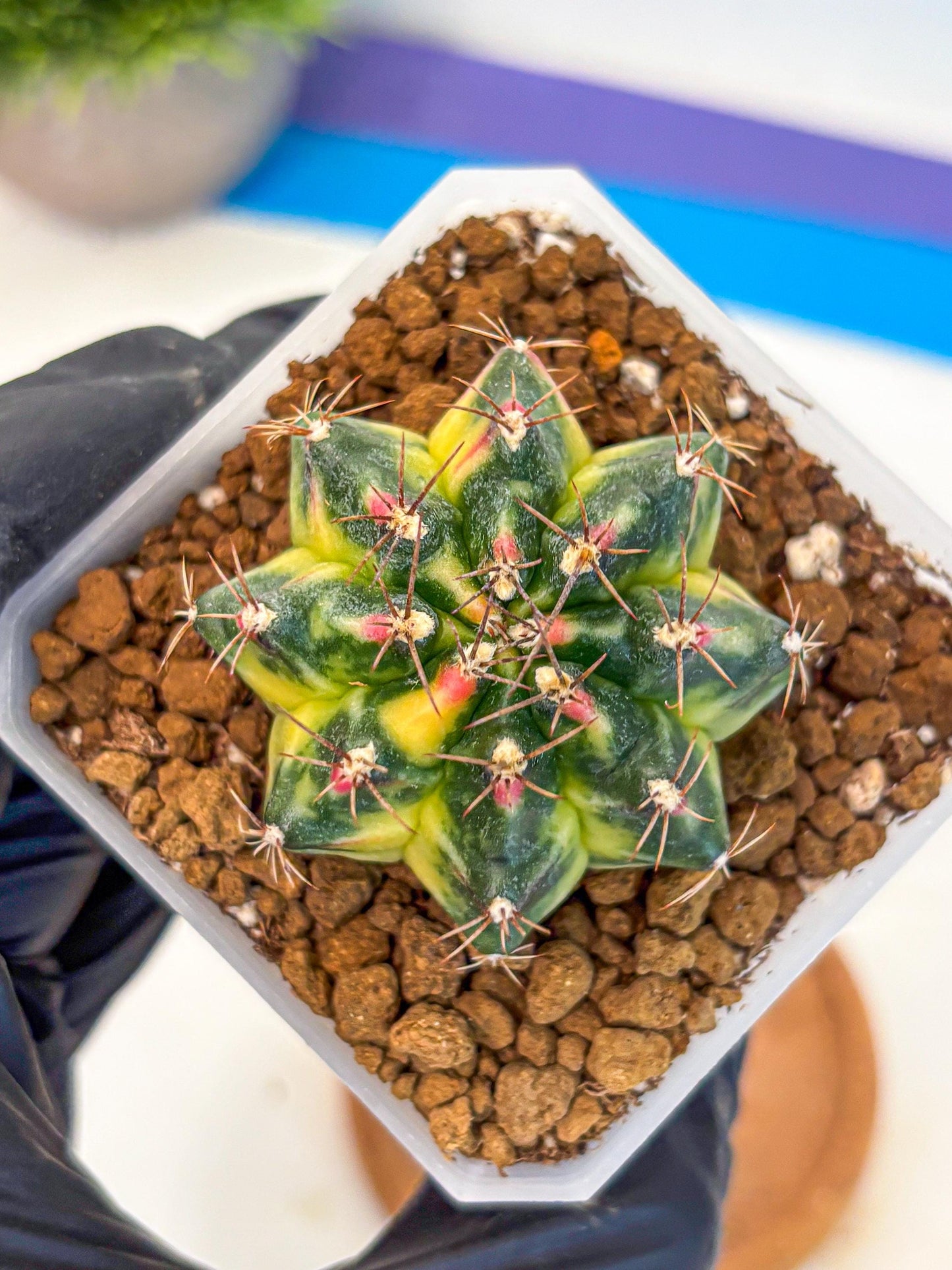 Gymnocalycium Lemonade (gy18) (10) | Collectable Plant
