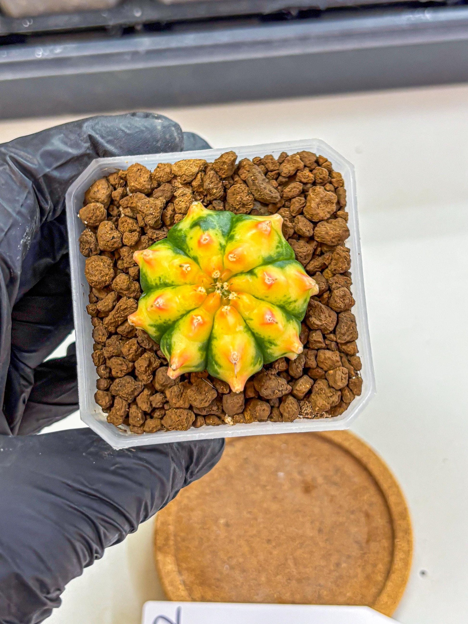 Gymnocalycium Yuzu (gy18) (12) | Collectable Plant