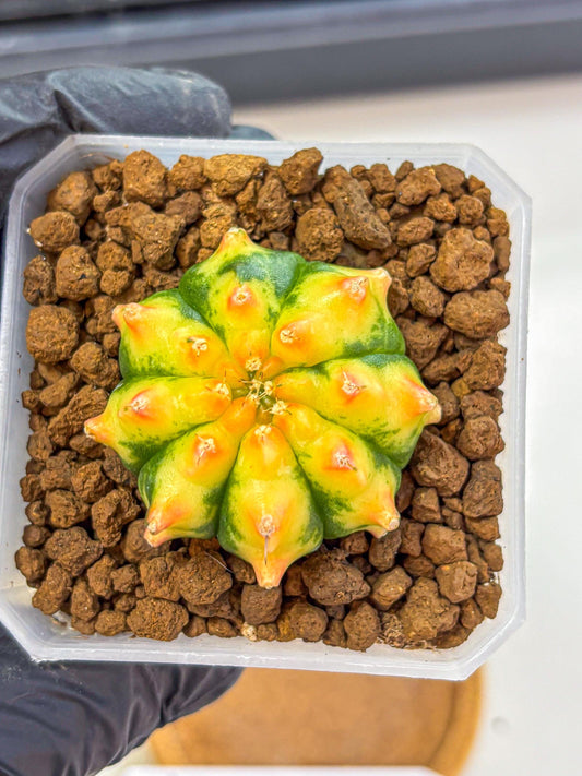Gymnocalycium Yuzu (gy18) (12) | Collectable Plant
