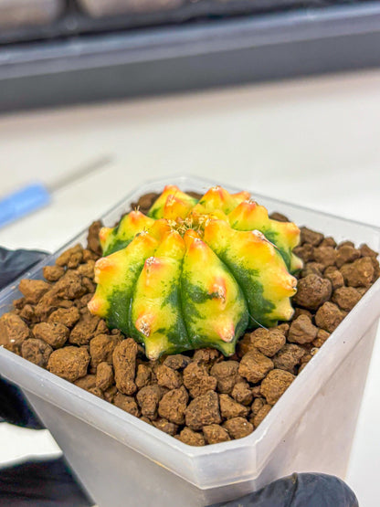 Gymnocalycium Yuzu (gy18) (12) | Collectable Plant