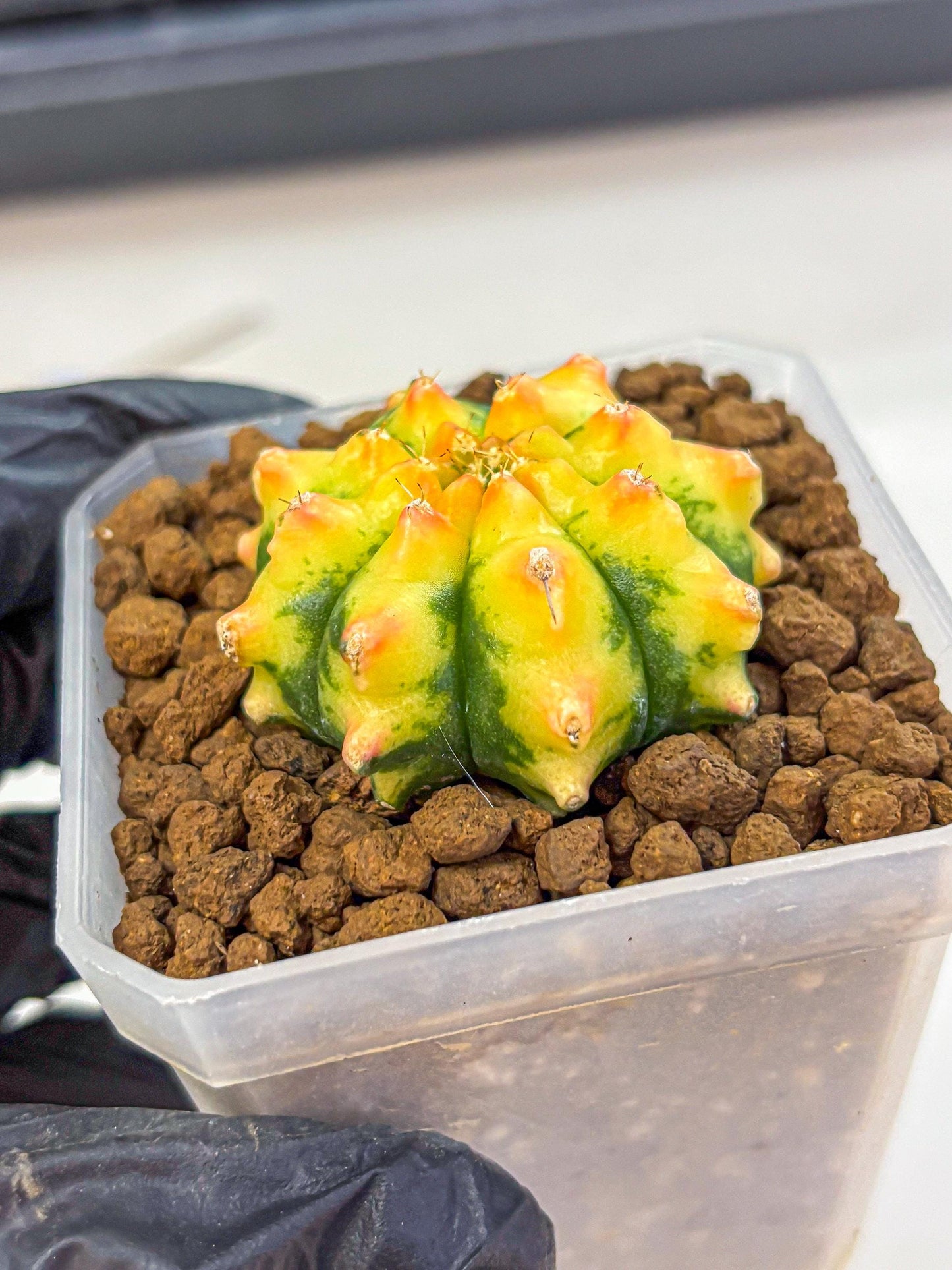 Gymnocalycium Yuzu (gy18) (12) | Collectable Plant