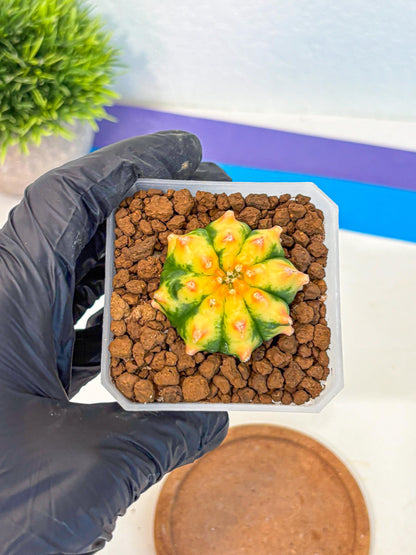 Gymnocalycium Yuzu (gy18) (12) | Collectable Plant