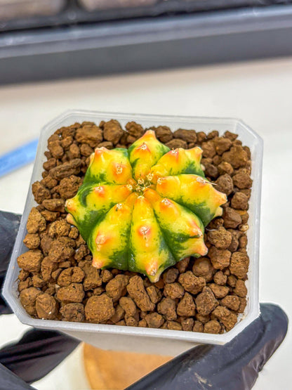 Gymnocalycium Yuzu (gy18) (12) | Collectable Plant
