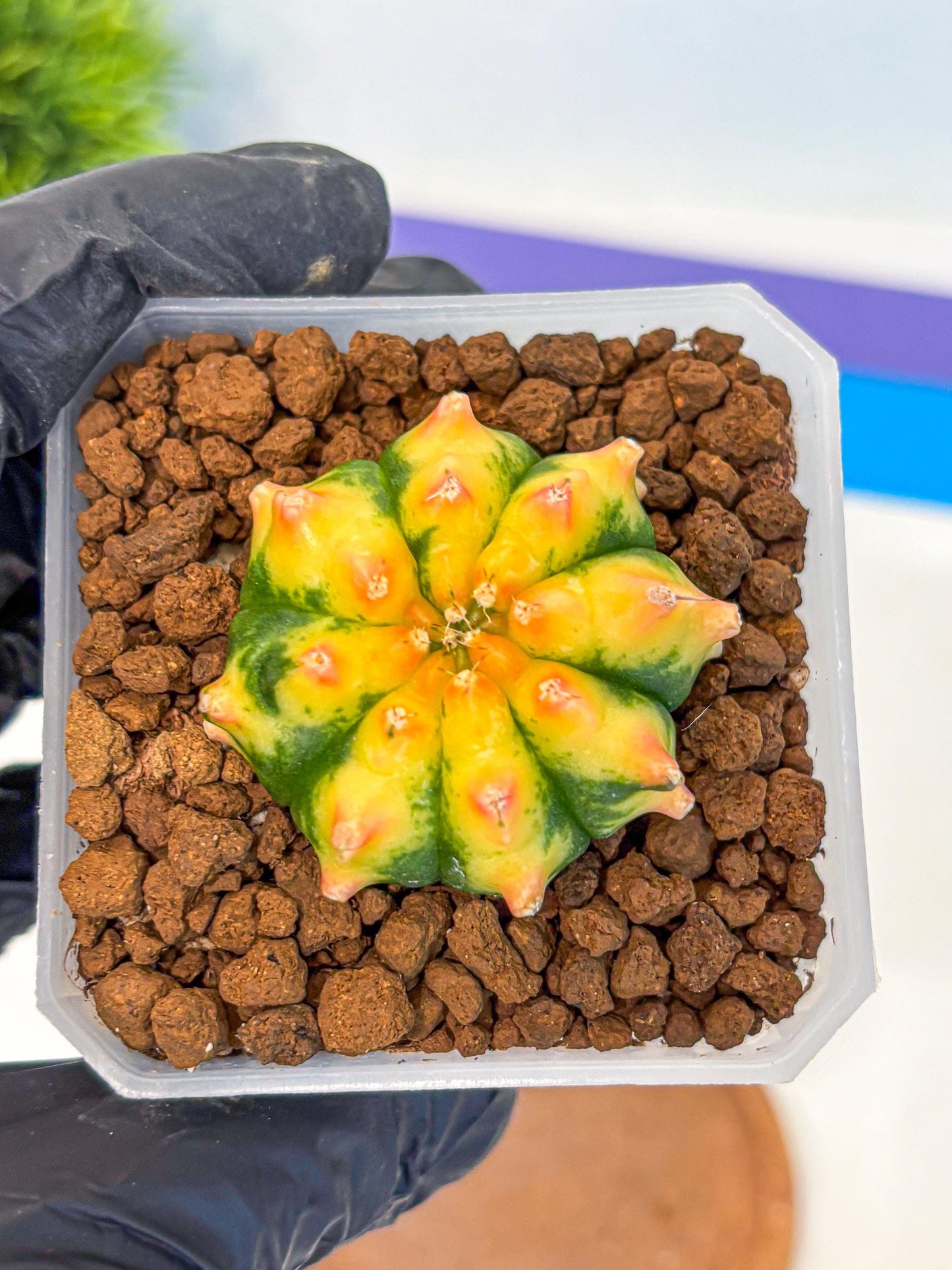 Gymnocalycium Yuzu (gy18) (12) | Collectable Plant
