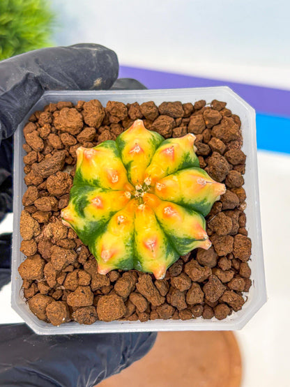 Gymnocalycium Yuzu (gy18) (12) | Collectable Plant