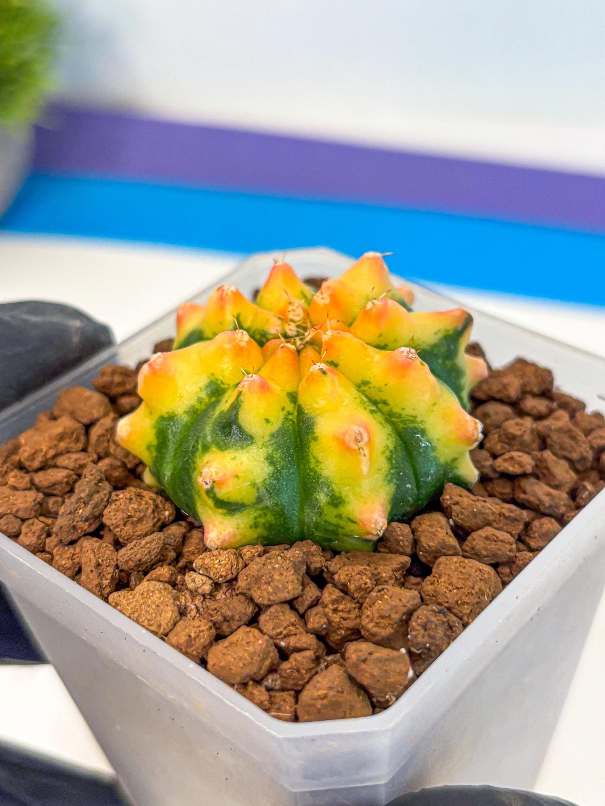Gymnocalycium Yuzu (gy18) (12) | Collectable Plant