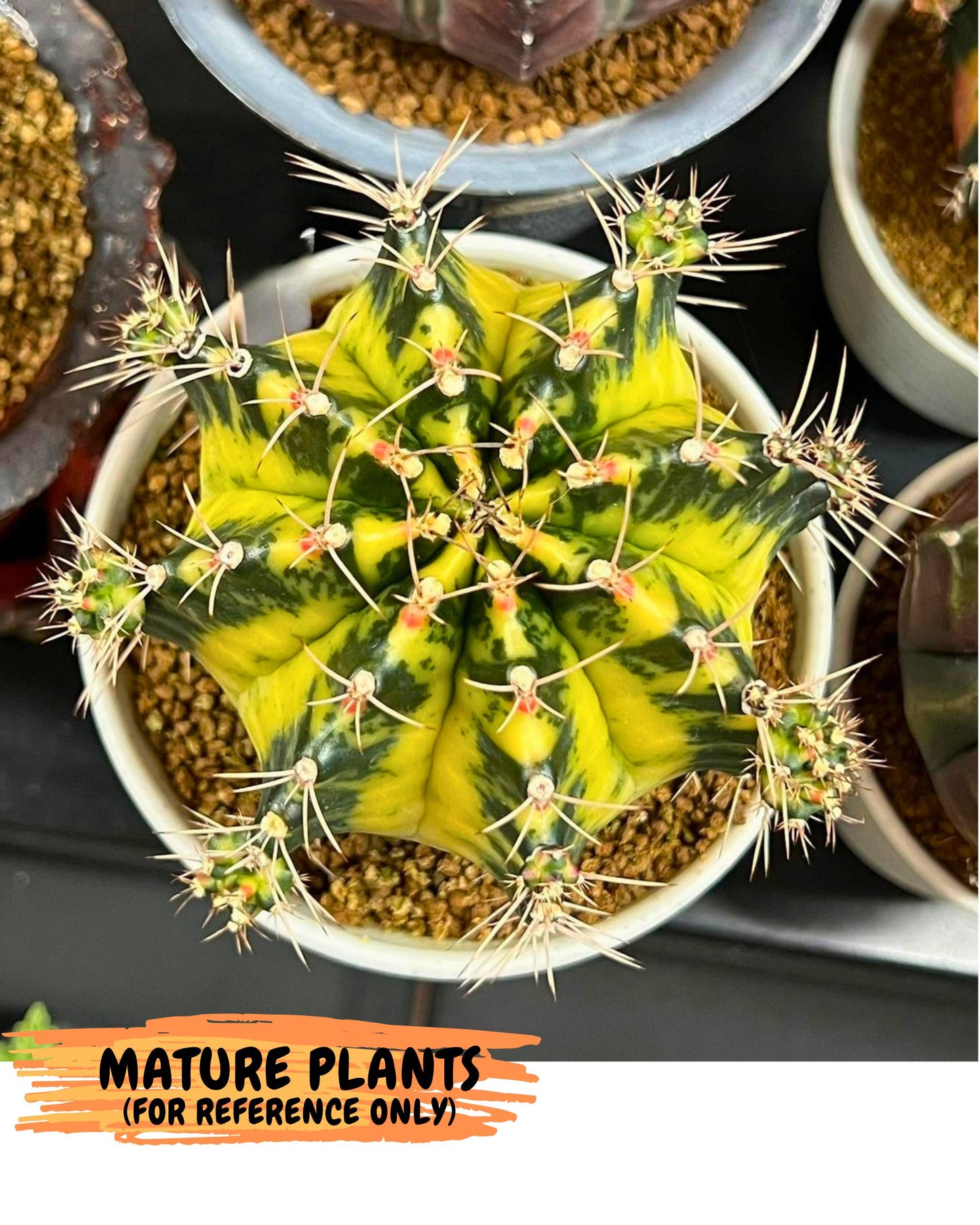 Gymnocalycium Lemonade (gy18) (09) | Collectable Plant