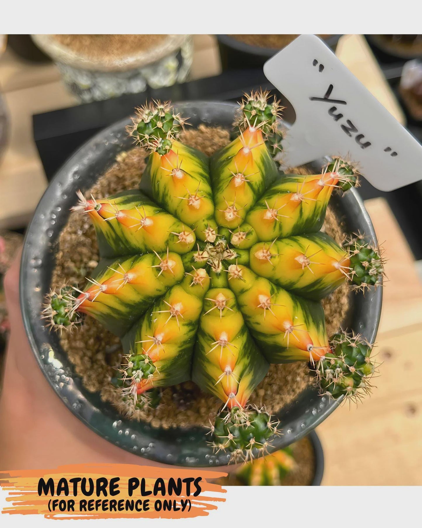 Gymnocalycium Yuzu (gy18) (12) | Collectable Plant