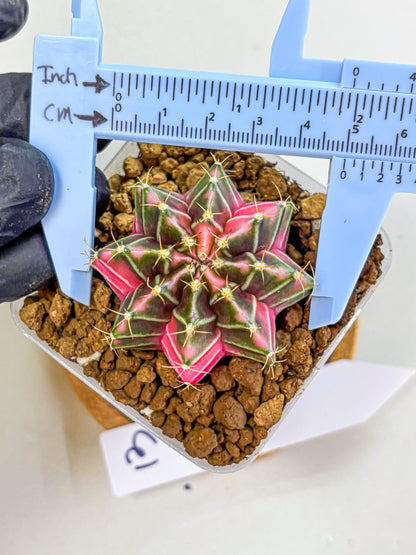 Gymnocalycium Pink Lullaby (gy18) (13) | Collectable Plant