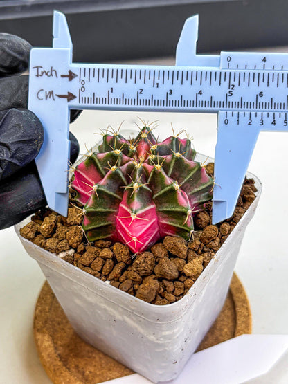 Gymnocalycium Pink Lullaby (gy18) (13) | Collectable Plant