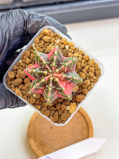 Gymnocalycium Pink Lullaby (gy18) (13) | Collectable Plant