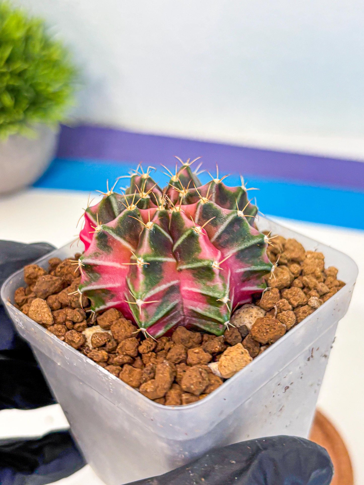 Gymnocalycium Pink Lullaby (gy18) (13) | Collectable Plant