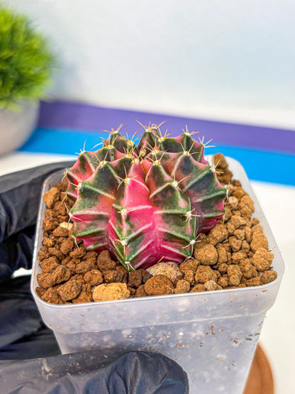 Gymnocalycium Pink Lullaby (gy18) (13) | Collectable Plant