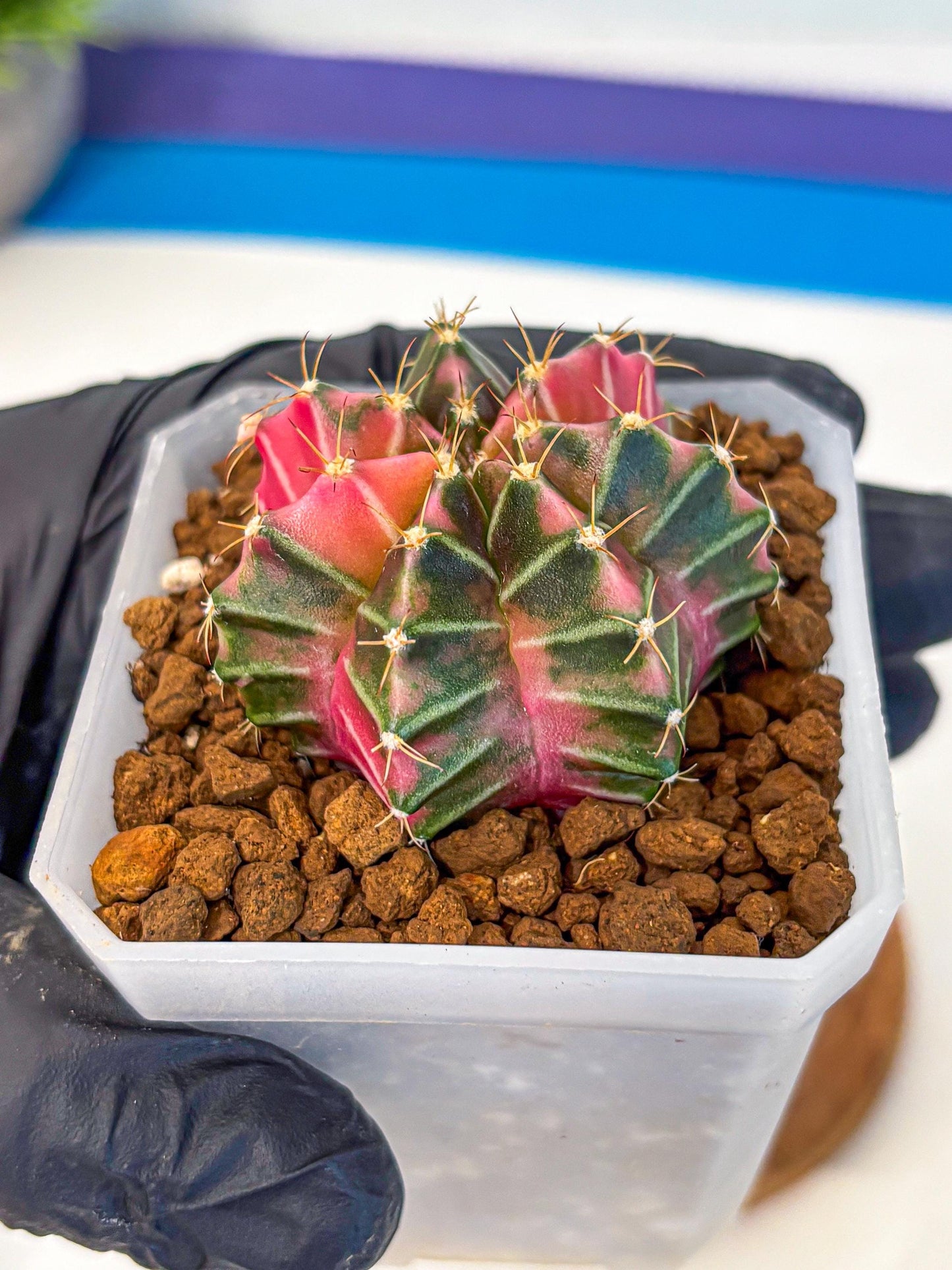 Gymnocalycium Pink Lullaby (gy18) (14) | Collectable Plant