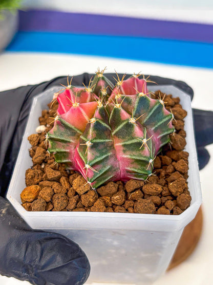 Gymnocalycium Pink Lullaby (gy18) (14) | Collectable Plant