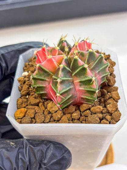 Gymnocalycium Pink Lullaby (gy18) (14) | Collectable Plant