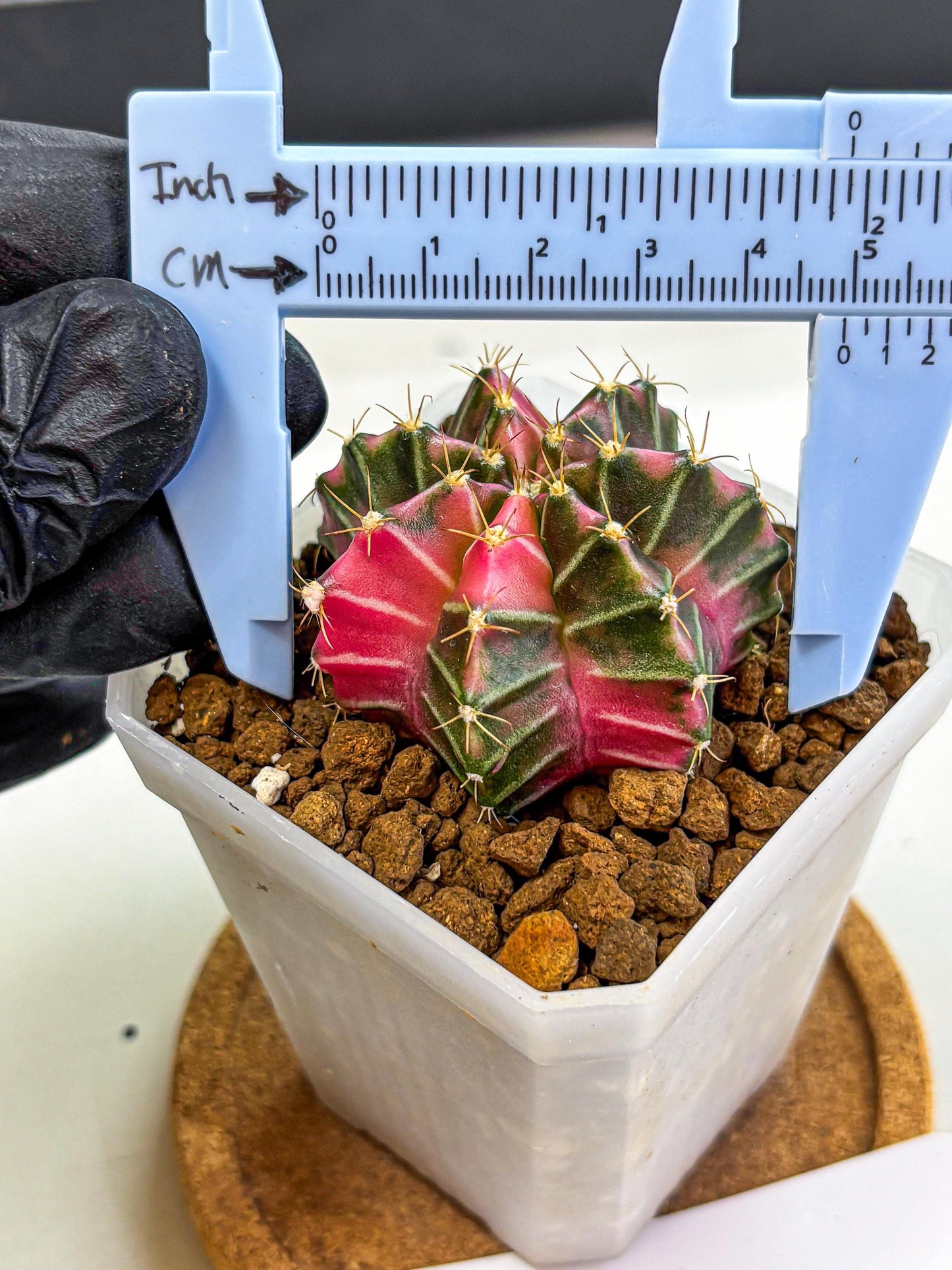 Gymnocalycium Pink Lullaby (gy18) (14) | Collectable Plant