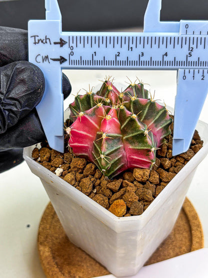 Gymnocalycium Pink Lullaby (gy18) (14) | Collectable Plant