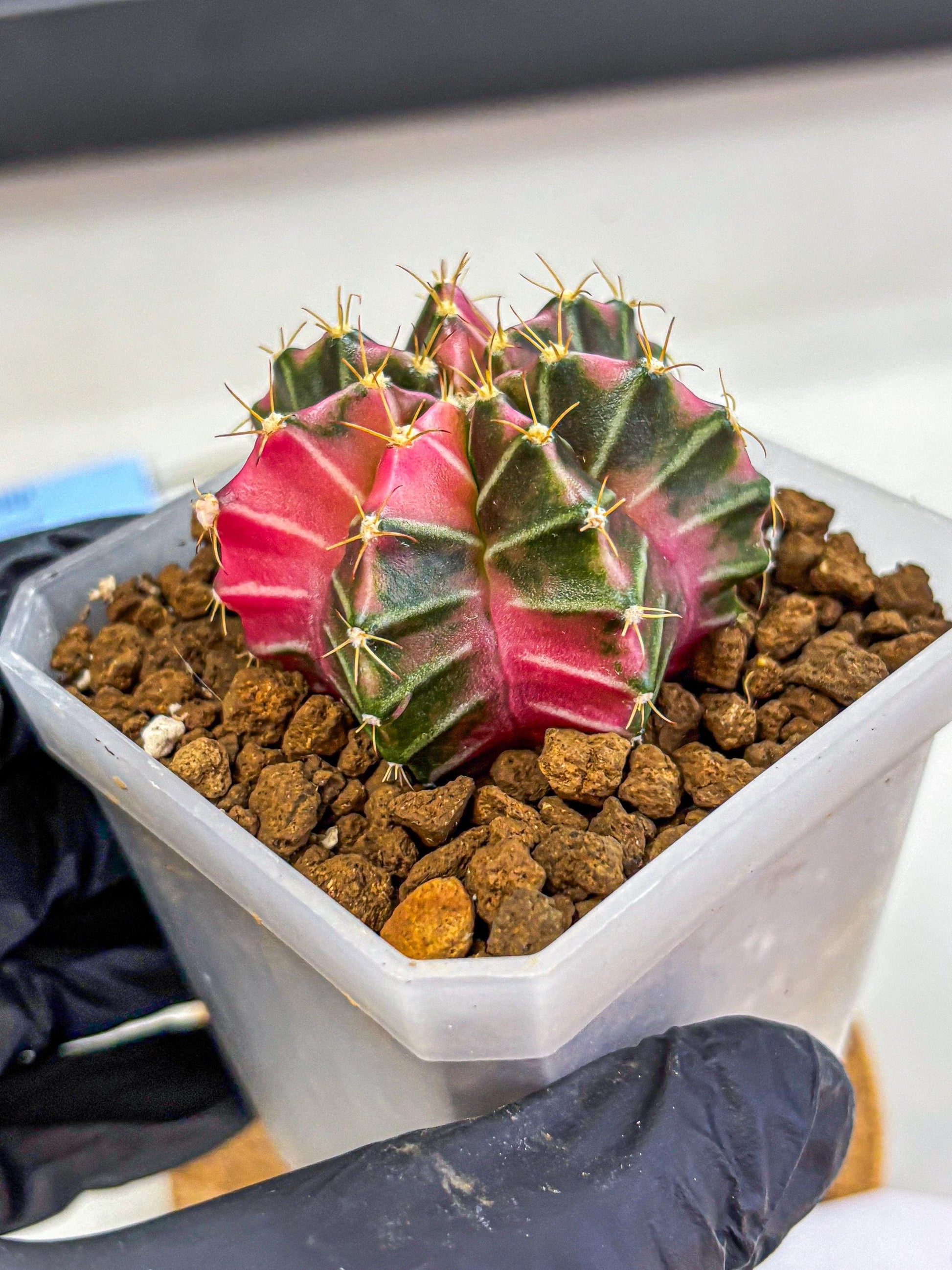 Gymnocalycium Pink Lullaby (gy18) (14) | Collectable Plant