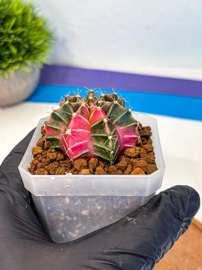 Gymnocalycium Pink Lullaby (gy18) (14) | Collectable Plant