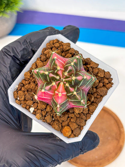 Gymnocalycium Pink Lullaby (gy18) (14) | Collectable Plant