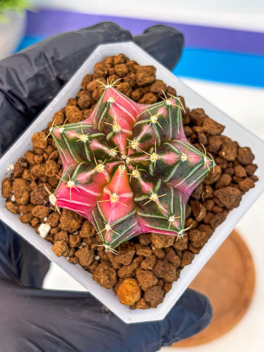 Gymnocalycium Pink Lullaby (gy18) (14) | Collectable Plant