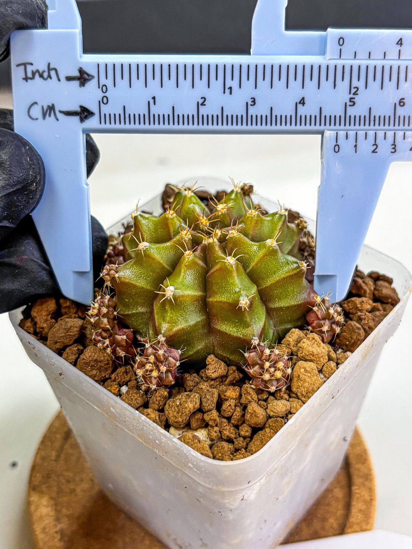 Gymnocalycium Peanut Butter (gy18) (15) | Collectable Plant