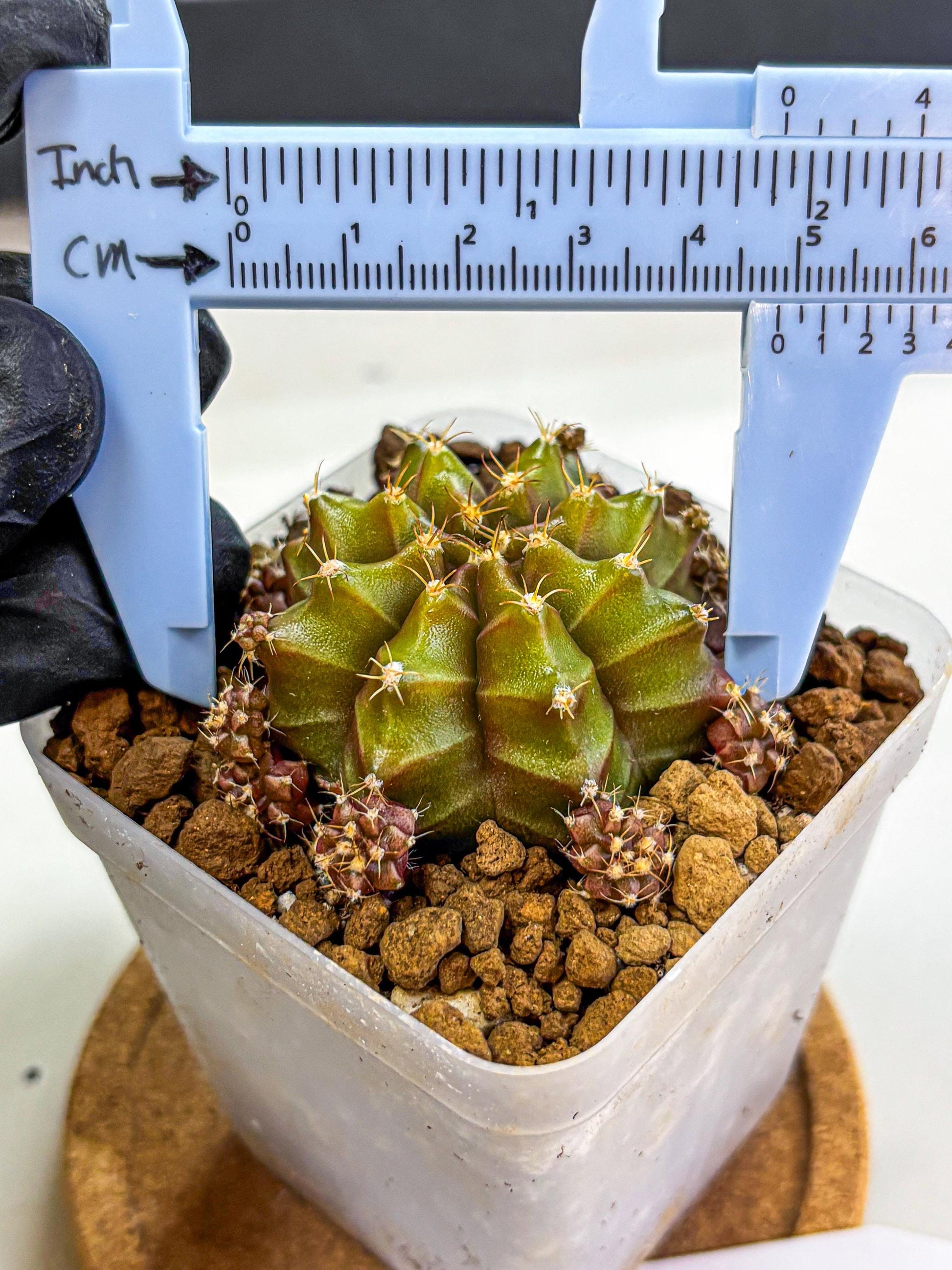 Gymnocalycium Peanut Butter (gy18) (15) | Collectable Plant