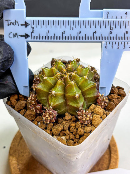 Gymnocalycium Peanut Butter (gy18) (15) | Collectable Plant