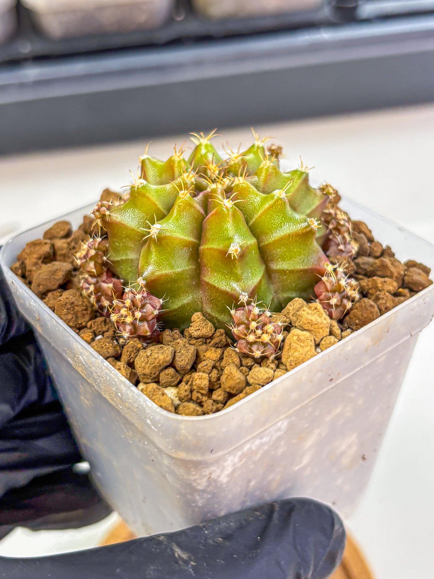 Gymnocalycium Peanut Butter (gy18) (15) | Collectable Plant