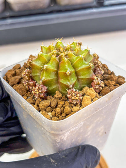 Gymnocalycium Peanut Butter (gy18) (15) | Collectable Plant