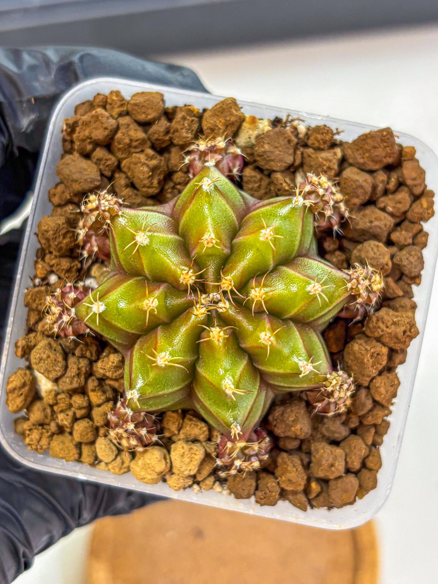 Gymnocalycium Peanut Butter (gy18) (15) | Collectable Plant