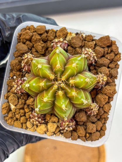 Gymnocalycium Peanut Butter (gy18) (15) | Collectable Plant