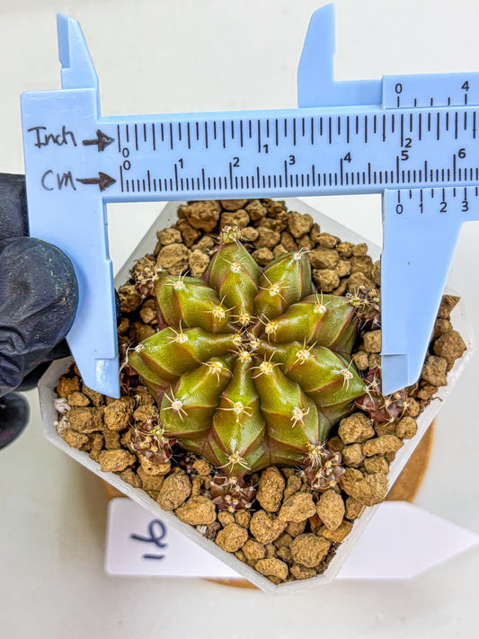 Gymnocalycium Peanut Butter (gy18) (16) | Collectable Plant