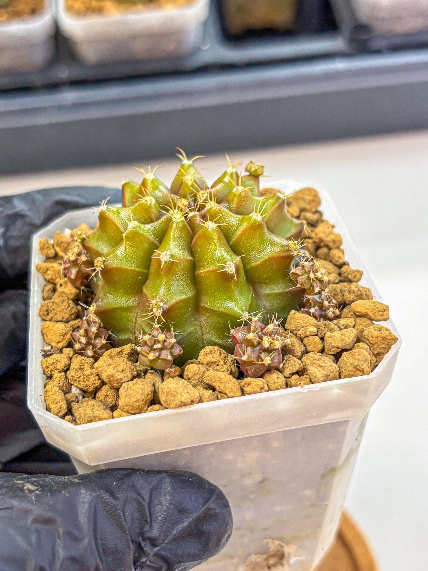 Gymnocalycium Peanut Butter (gy18) (16) | Collectable Plant