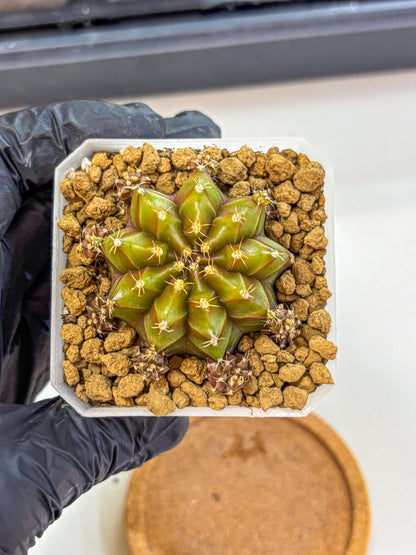 Gymnocalycium Peanut Butter (gy18) (16) | Collectable Plant