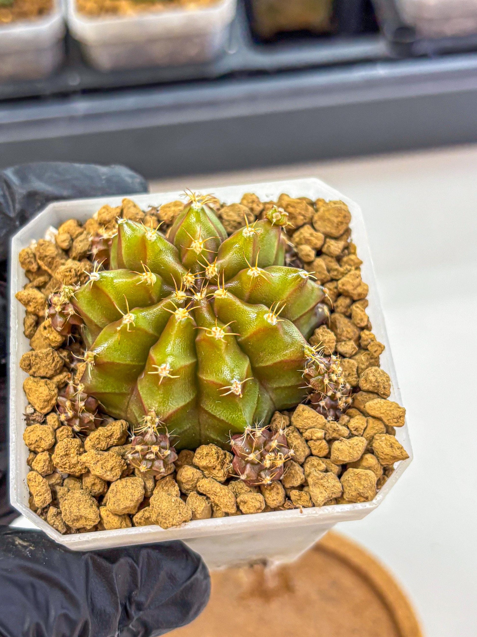 Gymnocalycium Peanut Butter (gy18) (16) | Collectable Plant