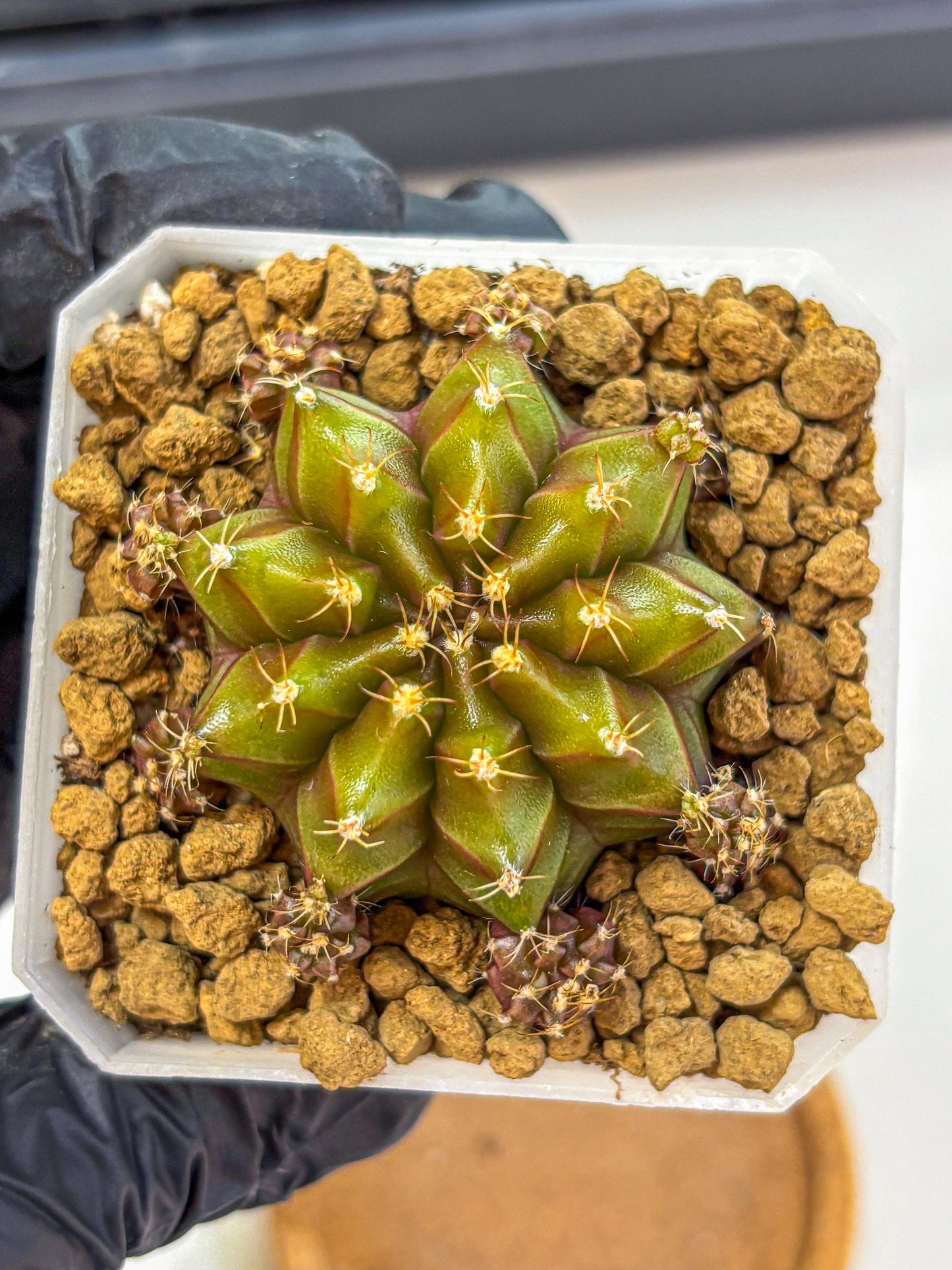 Gymnocalycium Peanut Butter (gy18) (16) | Collectable Plant