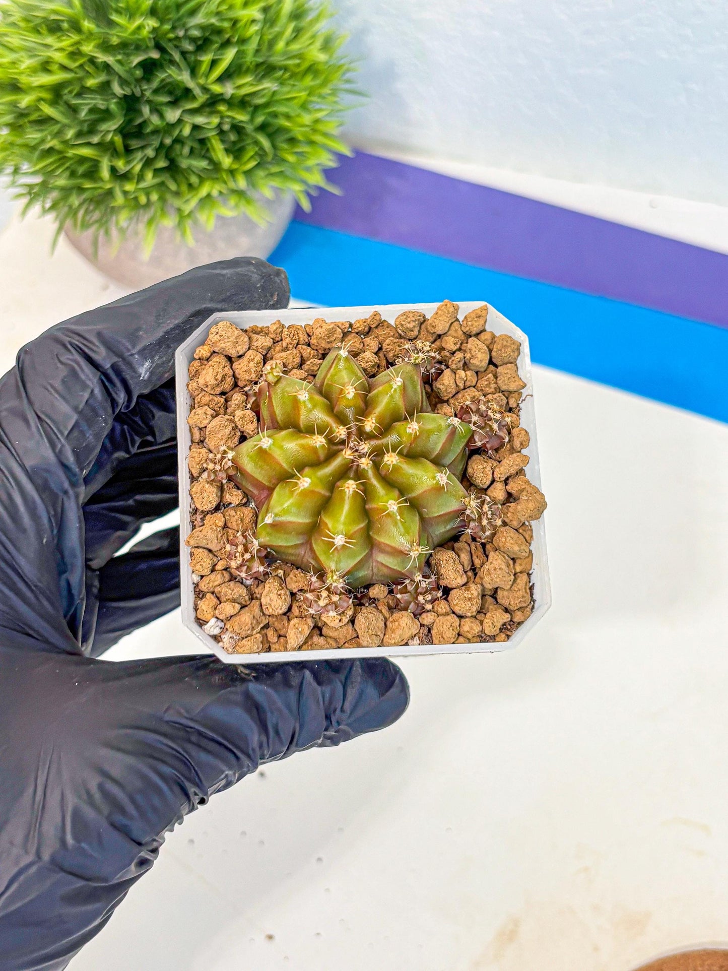 Gymnocalycium Peanut Butter (gy18) (16) | Collectable Plant