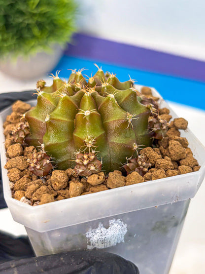 Gymnocalycium Peanut Butter (gy18) (16) | Collectable Plant