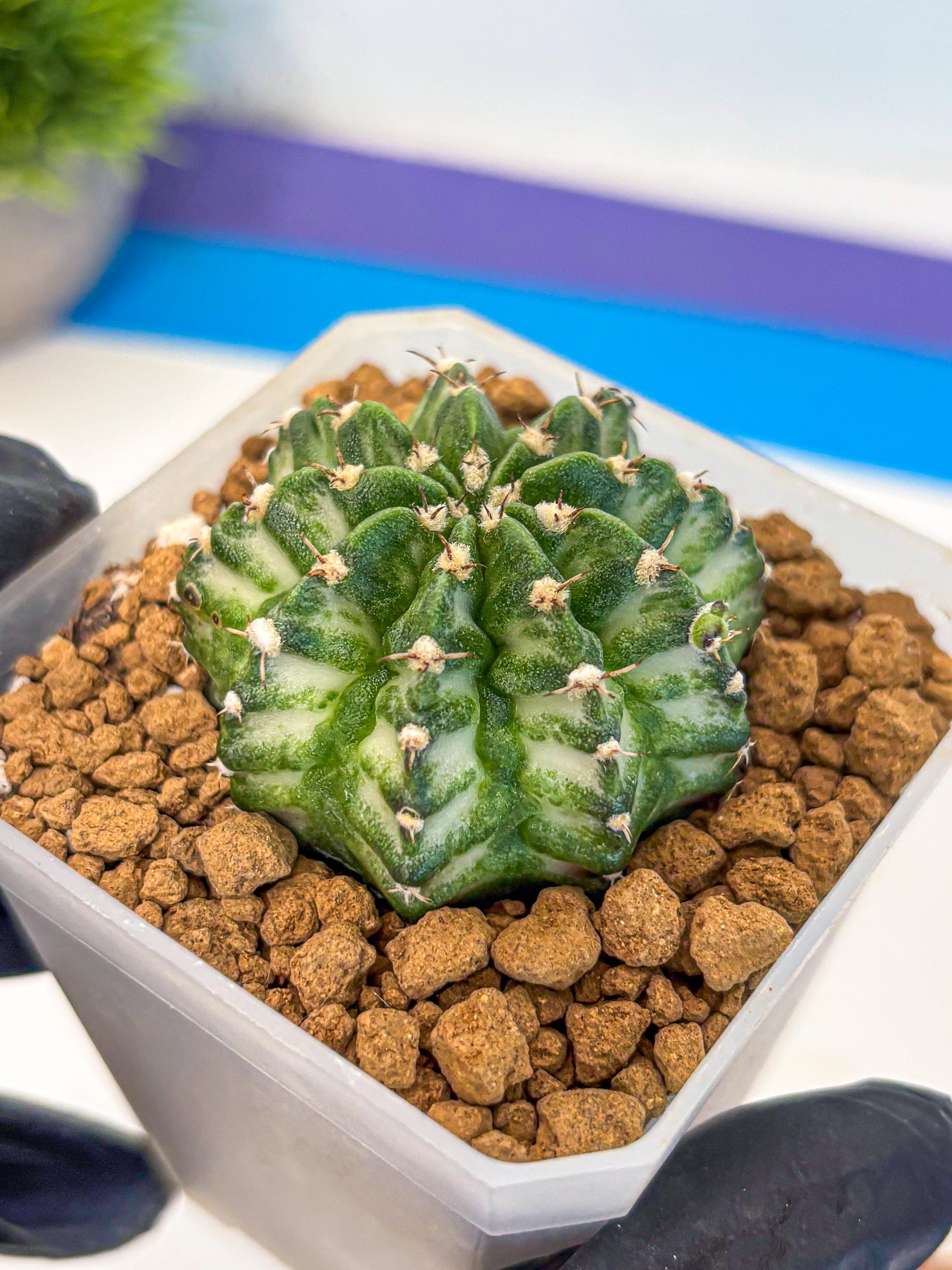 Gymnocalycium White Lantern (gy18) (17) | Collectable Plant