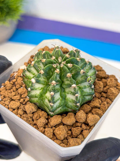 Gymnocalycium White Lantern (gy18) (17) | Collectable Plant